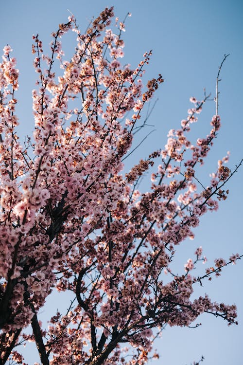 垂直拍摄, 植物群, 櫻花 的 免费素材图片