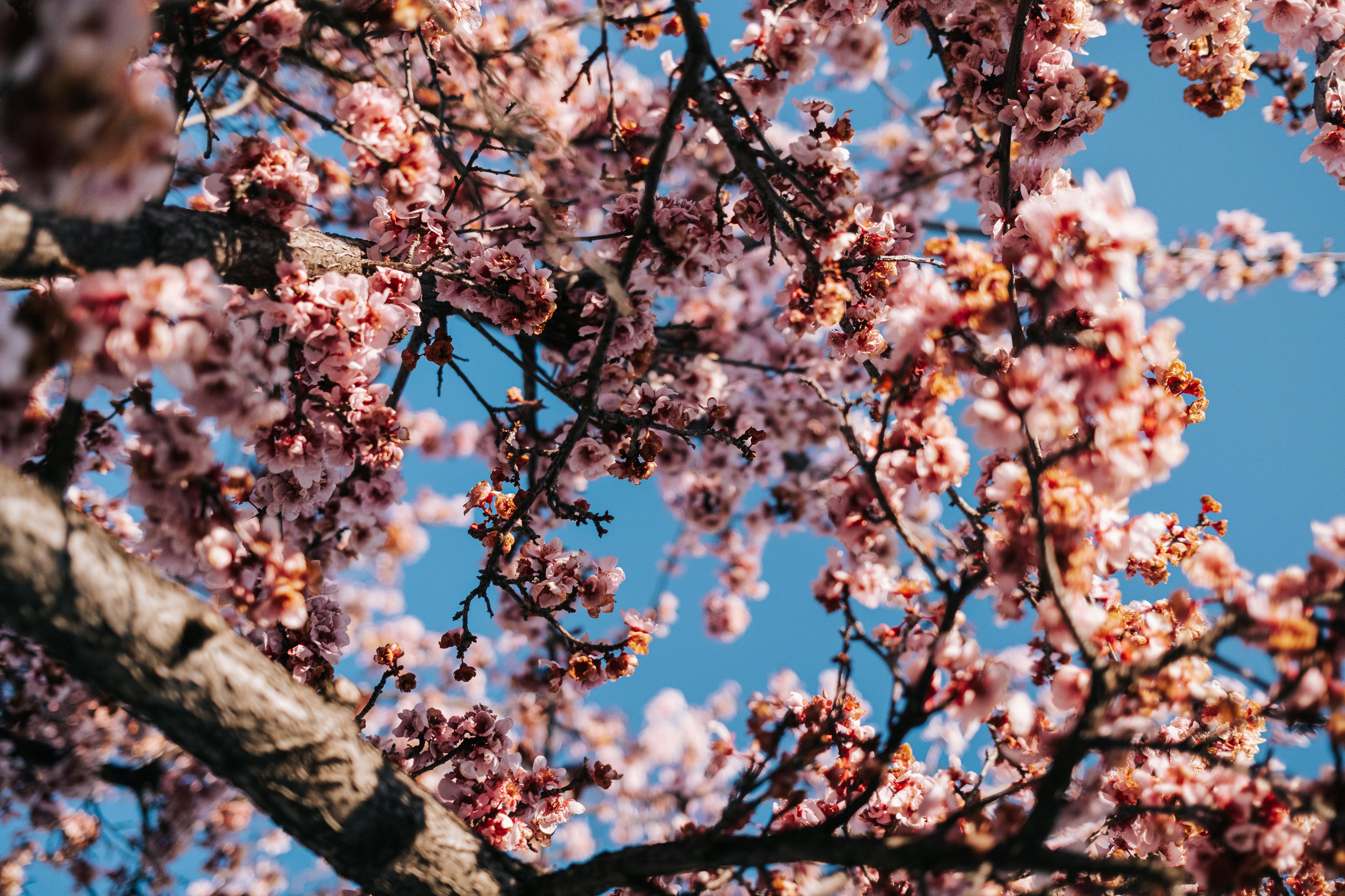 Close-up of cherry blossoms in full bloom under a clear blue sky in spring.