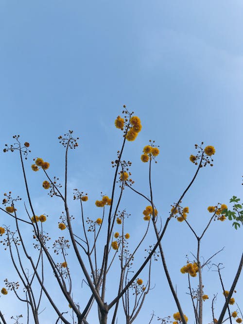 Fotobanka s bezplatnými fotkami na tému jar, kvet ovocného stromu, obloha