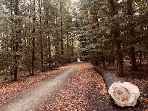 Unpaved Pathway Between Green Trees