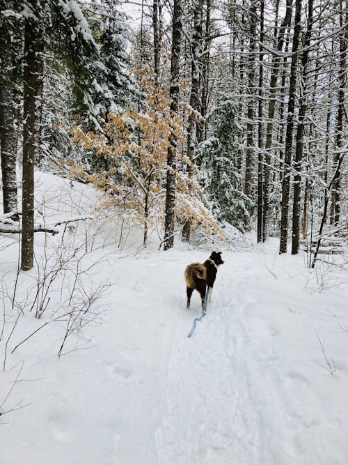 Dog on Snow Covered Ground Near Trees