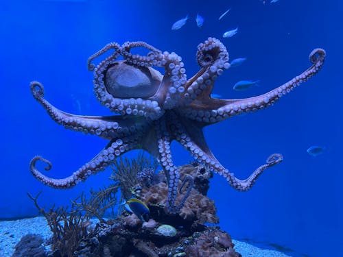 Kostnadsfri bild av akvarium, bläckfisk, blått vatten
