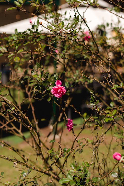 Immagine gratuita di bocciolo, camelia giapponese, fiore