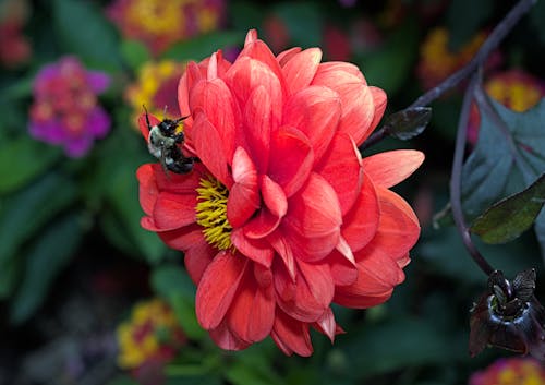 Gratis Immagine gratuita di ape, ape da miele, appollaiato Foto a disposizione