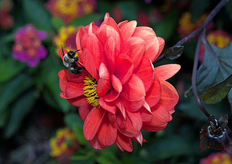 Bee Perched On Red Flower