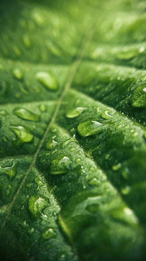 Water Droplets on Green Leaf