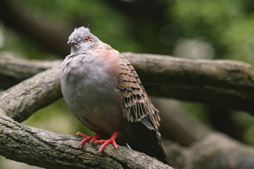 Brown Bird Perched on Tree Branch