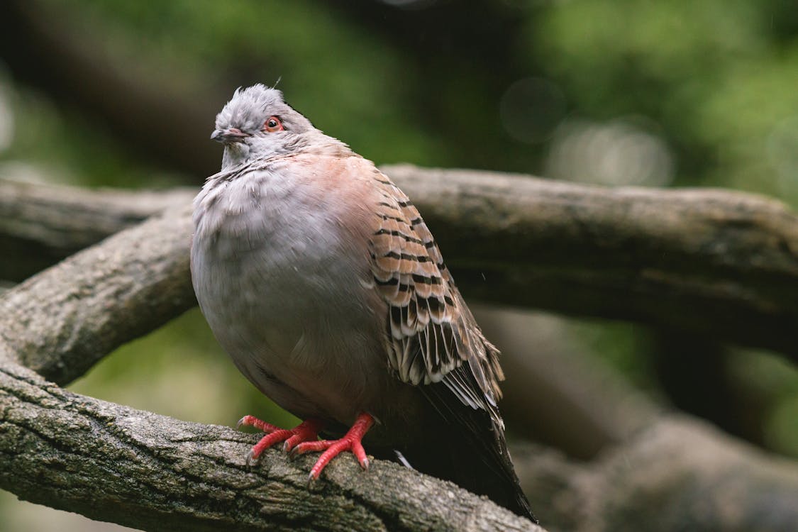 Brown Bird Perched on Tree Branch