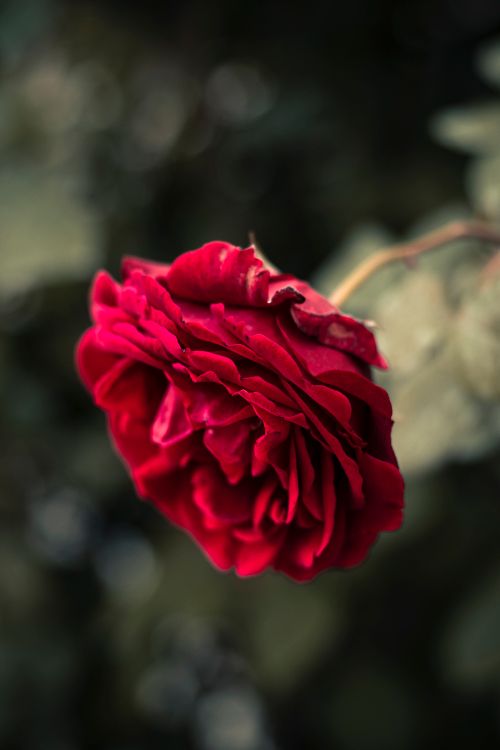 Free A detailed view of a vivid red rose in a natural garden setting. Stock Photo