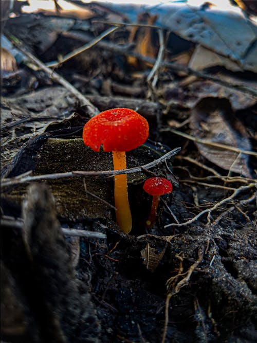 Fotobanka s bezplatnými fotkami na tému divoké huby, huba, huby