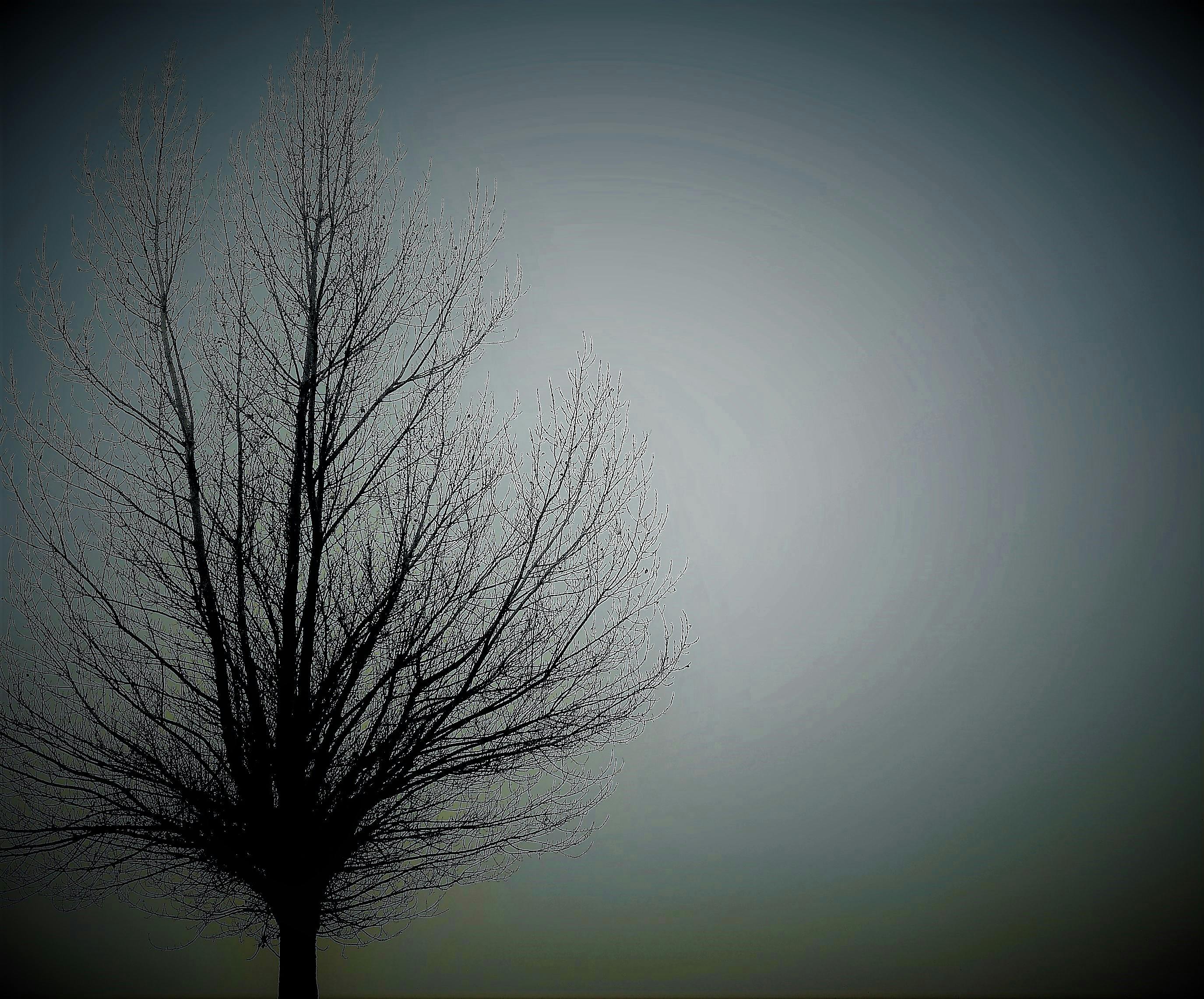 Free stock photo of abstract art, fog, tree - Stock Image - Everypixel