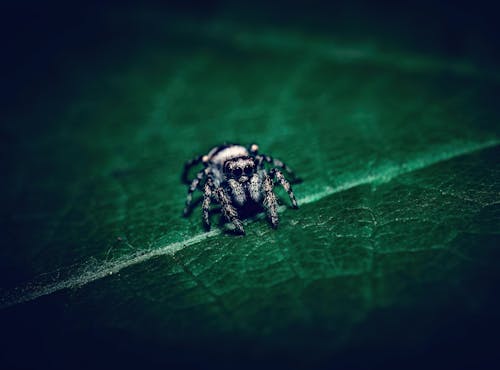 Photos gratuites de arachnida, araignée, araignée sauteuse