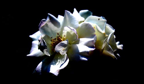Darmowe zdjęcie z galerii z czarny, kwiaciarnia, kwiat