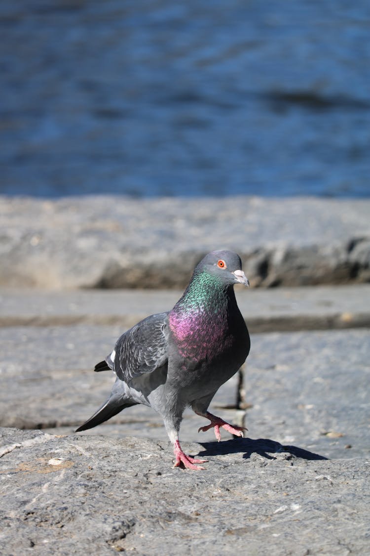 Pigeon Walking On Ground 