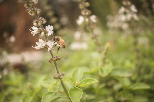 Honey Bee Perched on White Flower 