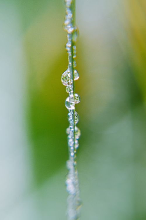Free A detailed close-up of raindrops delicately clinging to a blade of grass, showcasing nature's artistry. Stock Photo