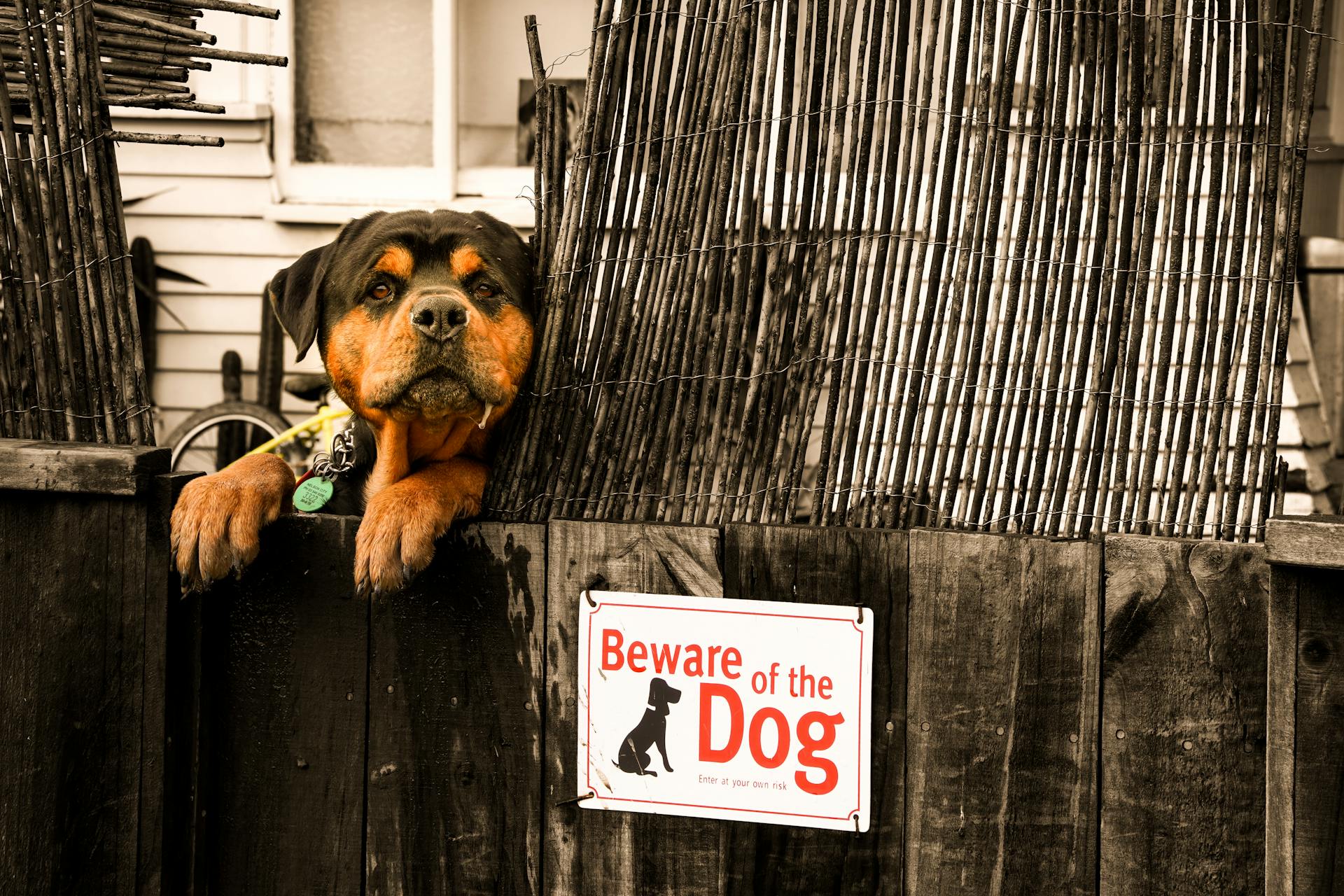 En rottweiler i närheten av en hund - akta dig för hundskyltarna