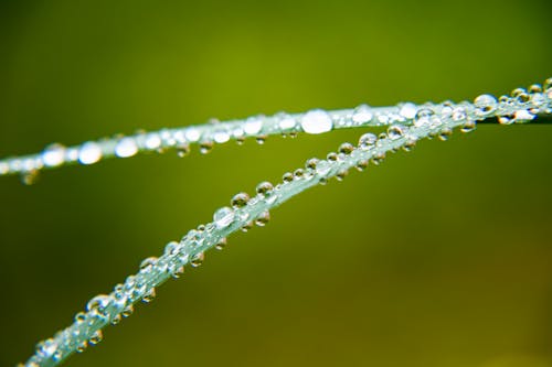 Základová fotografie zdarma na téma čerstvý, detail, kapičky