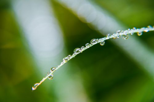 Free Macro shot of dew-covered grass with a blurred green background. Stock Photo