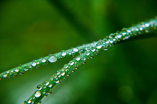 Free Close-up of morning dew droplets on vibrant green grass blades. Stock Photo