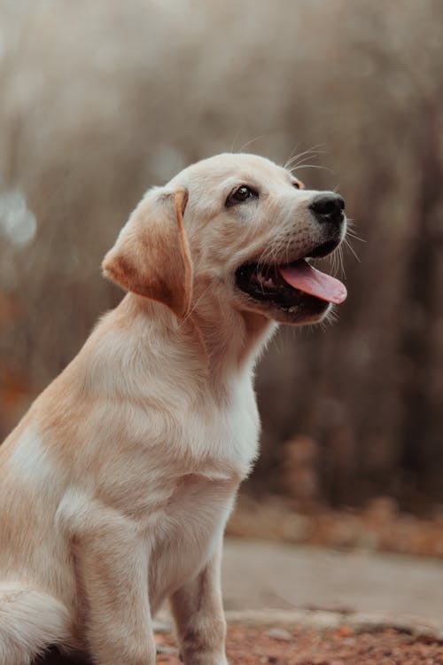 Δωρεάν στοκ φωτογραφιών με golden retriever, γκρο πλαν, εξημερωμένος