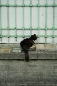A black cat lies on a stone ledge with green metal bars in the background.