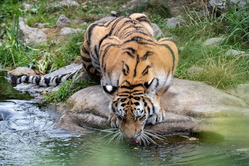 A Tiger Drinking Water 
