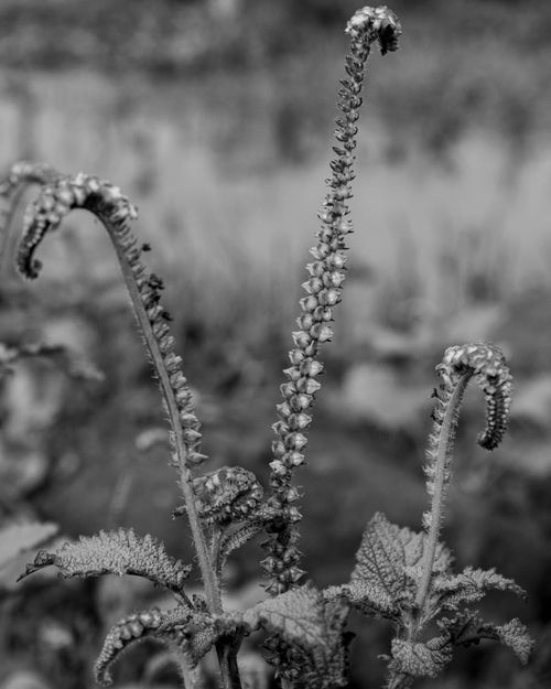 Free arte plantas blanco y negro Stock Photo