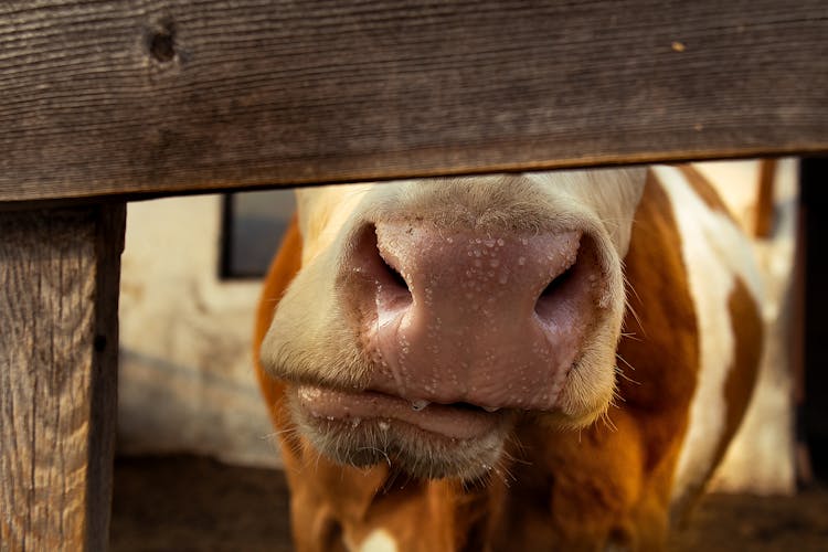 Nose Of A Cow In Close-up Shot 