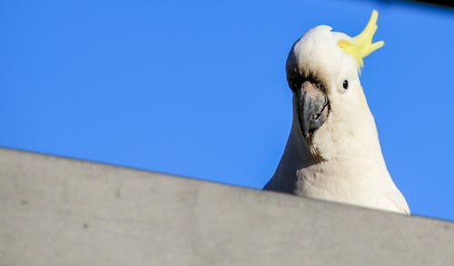 Cheeky cockatoo