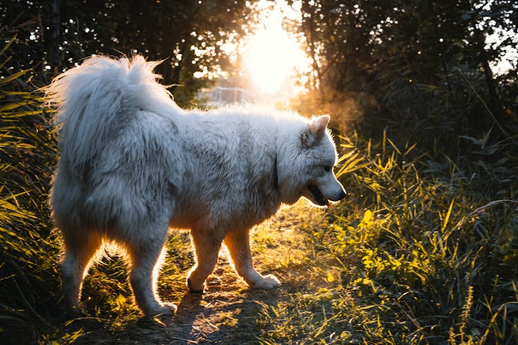 White Dog Walking On Grass Field 