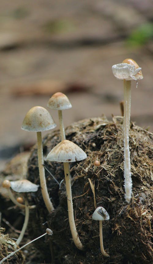 Close-Up Shot of Mushrooms 