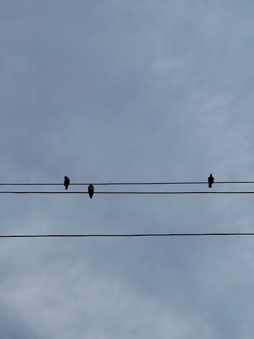 Free stock photo of birds, blue sky, chilling