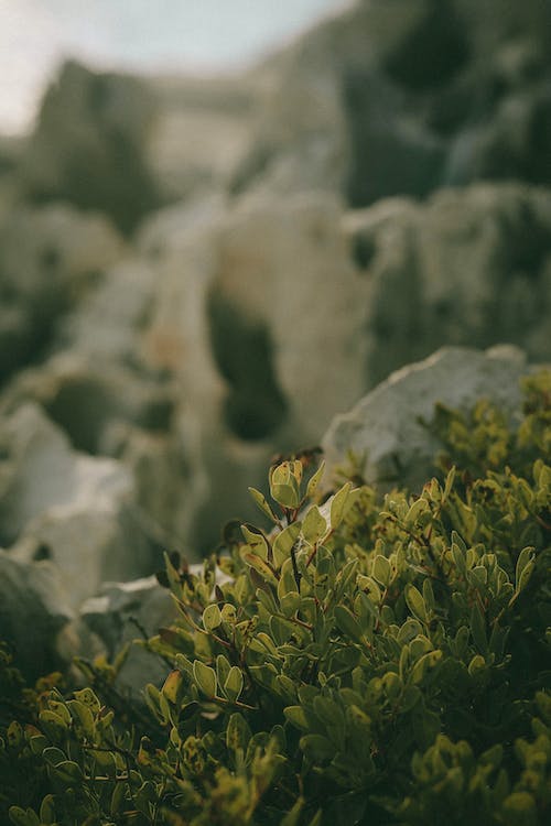 Green Wild Plants in Macro Shot Photography
