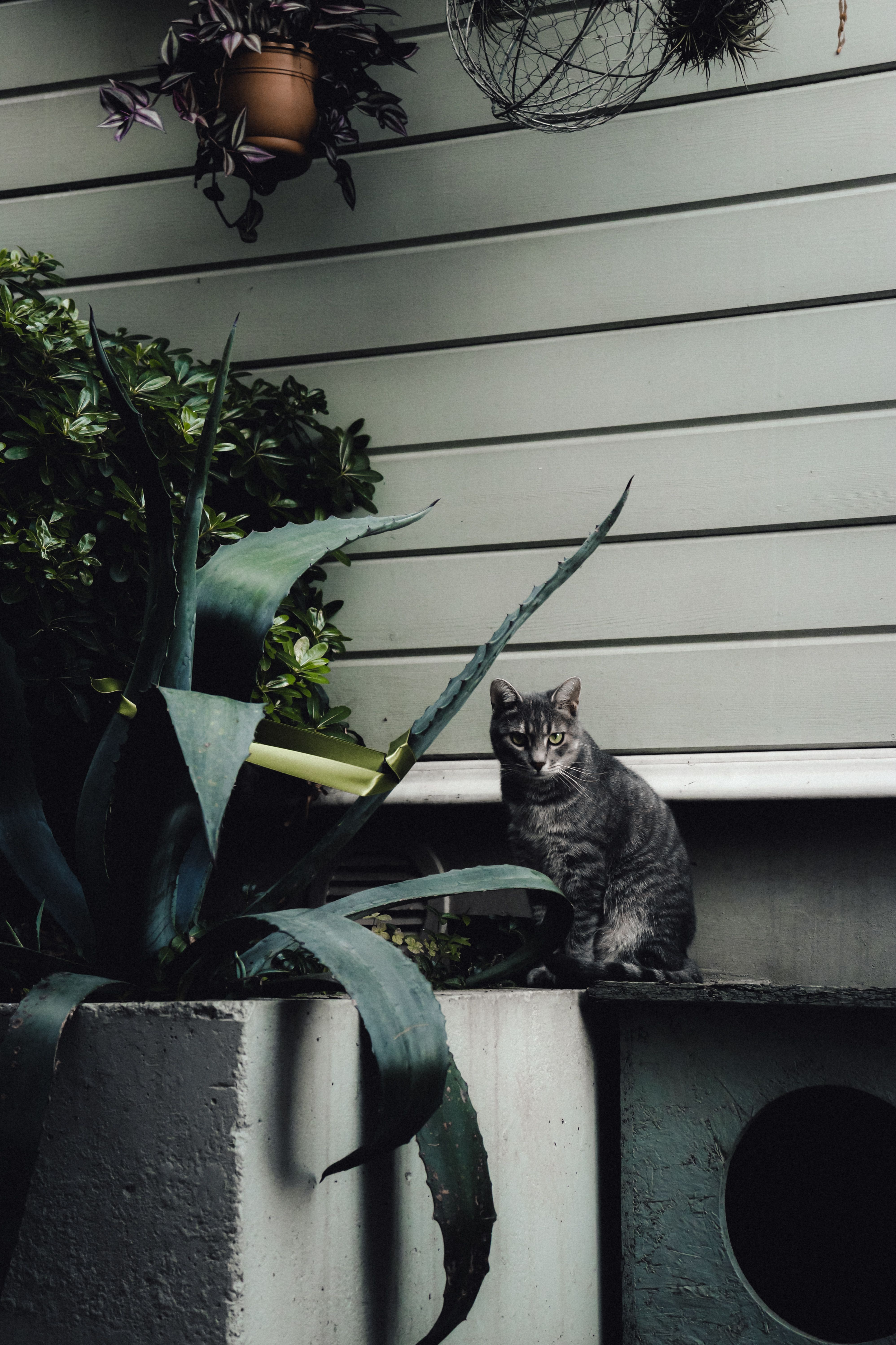 A tabby cat sitting beside large plants in a serene garden setting.