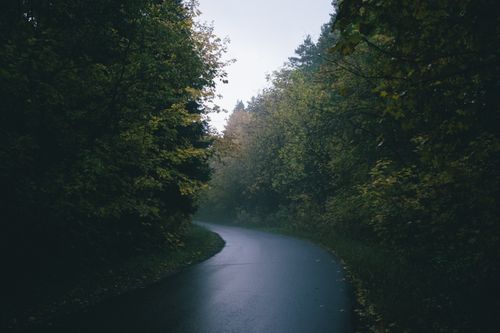 Free A serene, misty road winding through dense green forest, evoking tranquility. Stock Photo