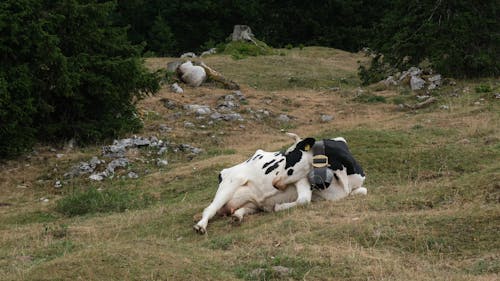 Gratis stockfoto met beest, dierenfotografie, gras