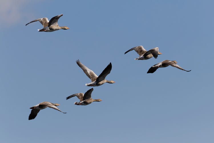 Geese Flying In The Blue Sky