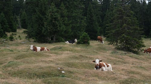 White and Brown Cows in the Meadow