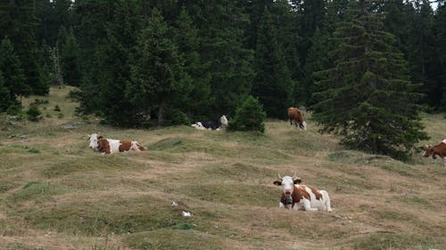 一群動物, 休息, 動物攝影 的 免费素材图片