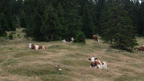 Free A serene scene of cows grazing and resting in a lush green meadow surrounded by dense forest. Stock Photo