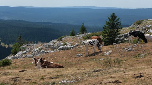 Бесплатное стоковое фото с выпас, горы, домашний скот