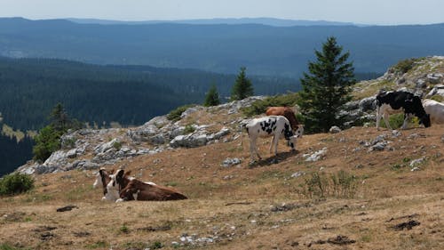 Kostenloses Stock Foto zu außerorts, berge, feld