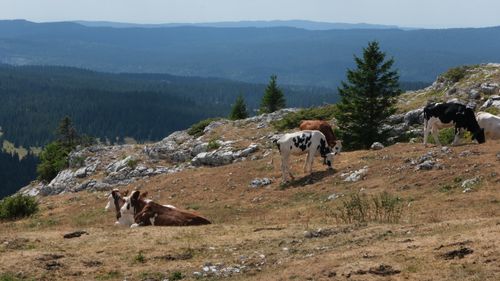 Free Cows peacefully grazing on a rocky mountainside in Grand Est, France. Stock Photo