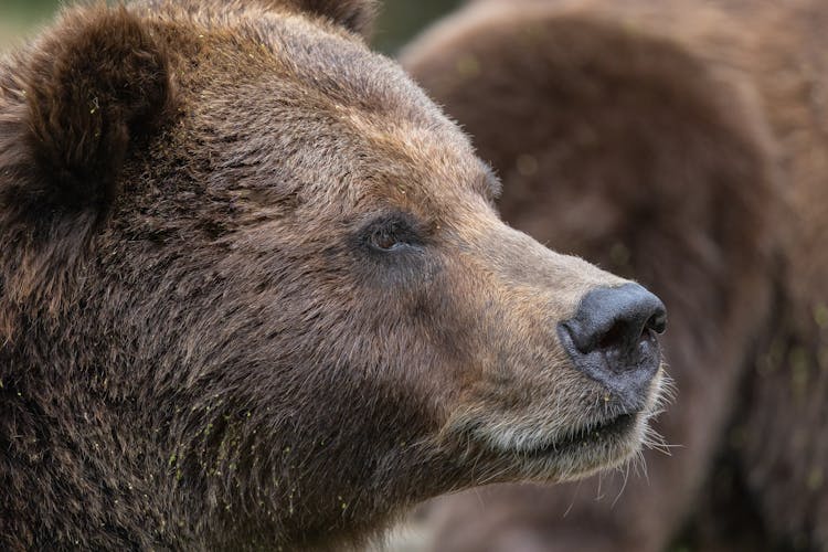 Close-Up Shot Of A Bear 