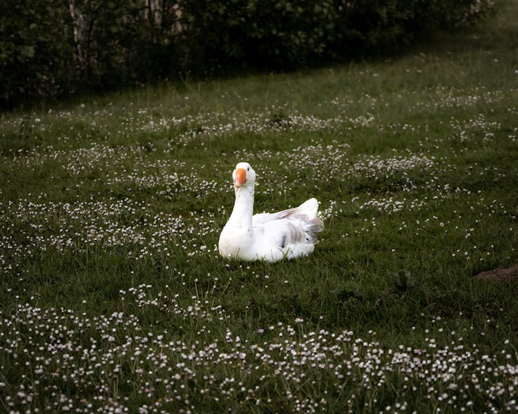 A Goose On Green Grass