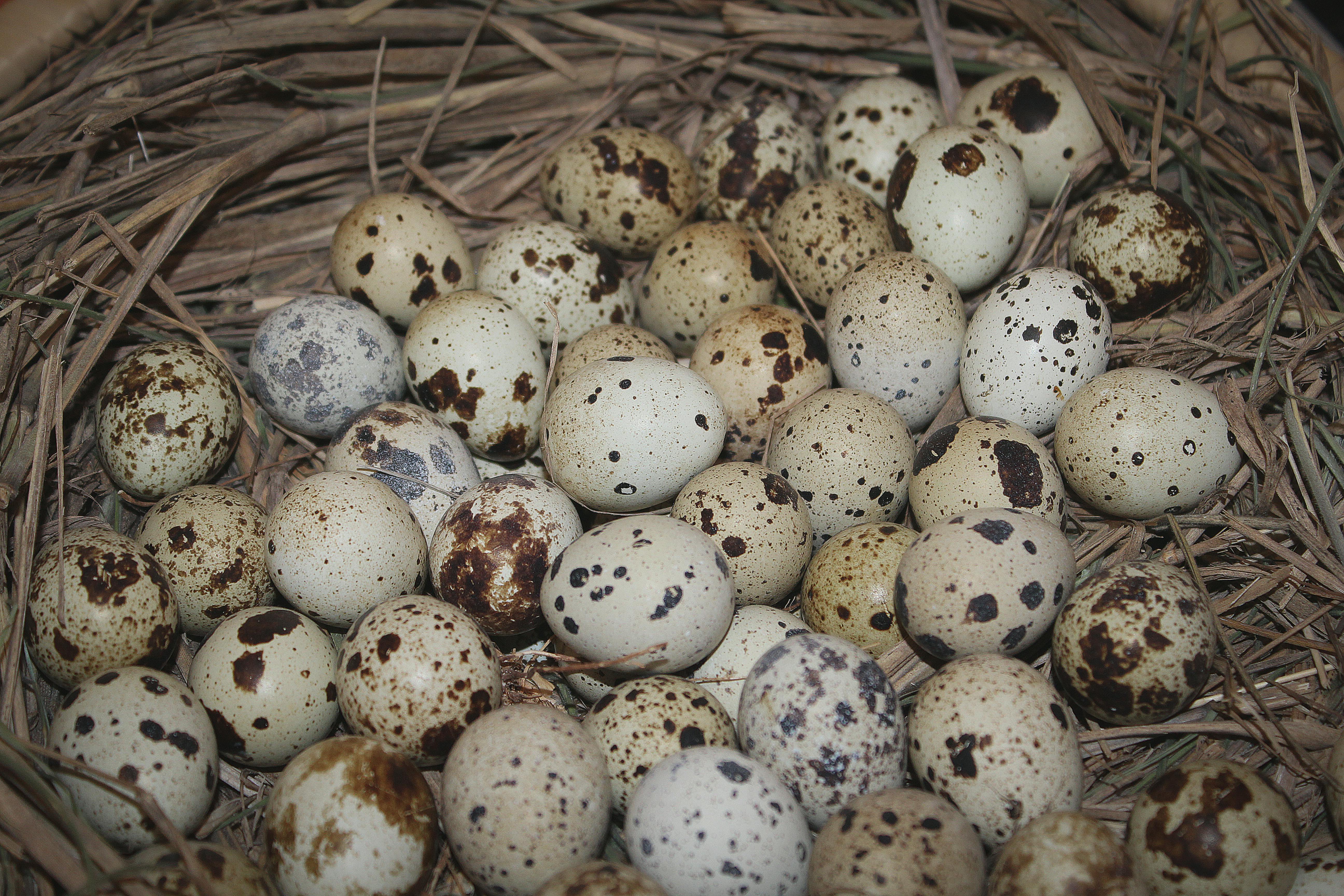 Gambar Burung  Puyuh  Hitam Putih Klik OK