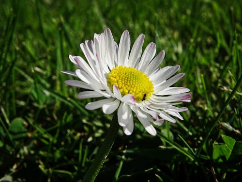 Free stock photo of flower, grass