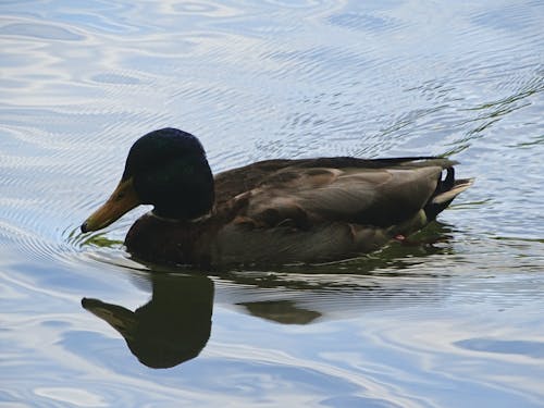 Free stock photo of blue water, duck
