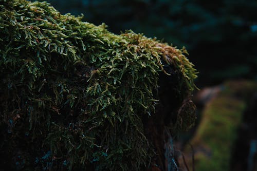 Free stock photo of dark, forest, green moss